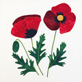 Field Poppy Applique Block Pattern